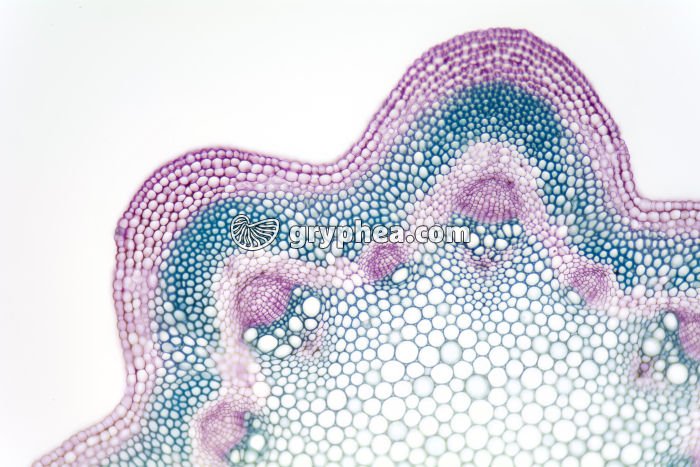 Tige de Clématite CT x25 - gryphea.org